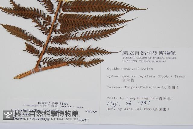 筆筒樹藏品圖，第2張