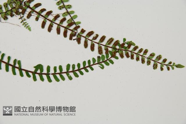 三翅鐵角蕨藏品圖，第3張