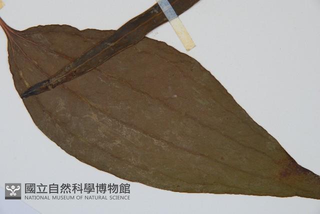 燕尾蕨藏品圖，第3張