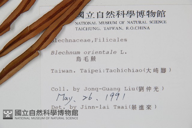 烏毛蕨藏品圖，第2張