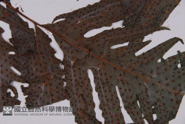 蛇脈三叉蕨藏品圖，第3張