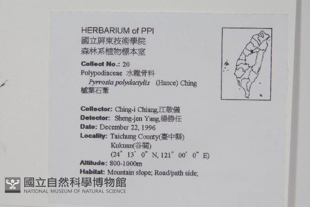 槭葉石葦藏品圖，第2張