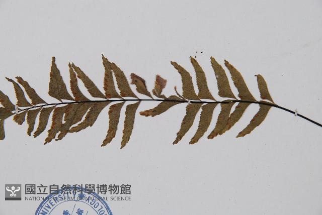 單邊鐵角蕨藏品圖，第3張