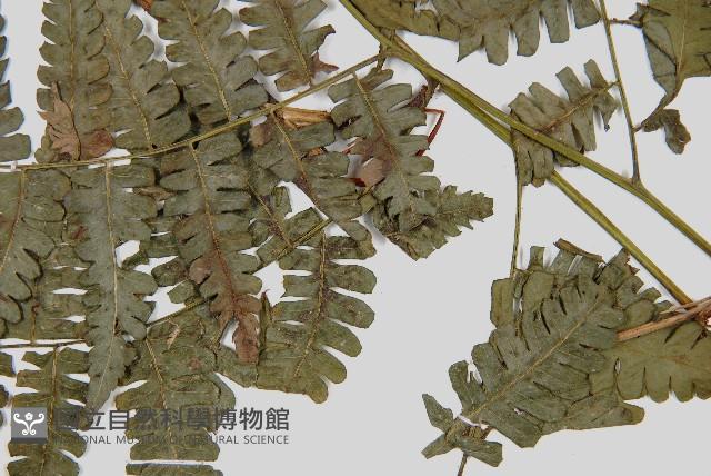 德氏雙蓋蕨藏品圖，第3張