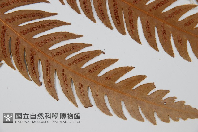 生芽狗脊蕨、頂芽狗脊蕨藏品圖，第2張