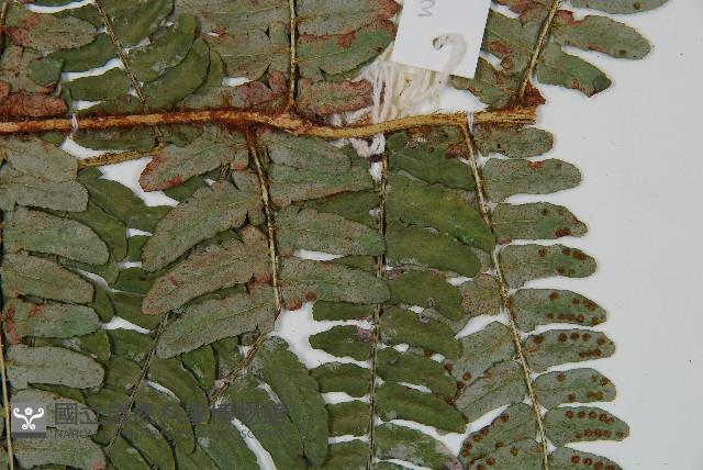 闊鱗鱗毛蕨藏品圖，第3張