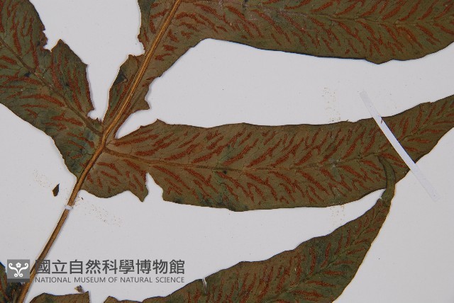 假腸蕨藏品圖，第3張