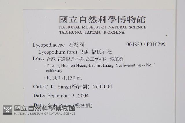 福氏石松藏品圖，第2張