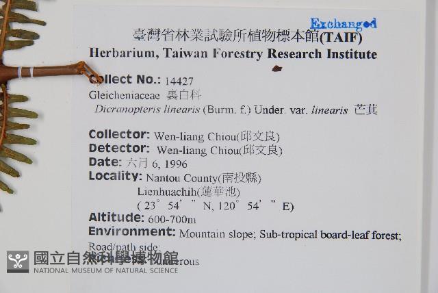 芒萁藏品圖，第2張