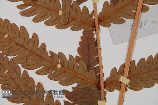 日本狗脊蕨藏品圖，第3張