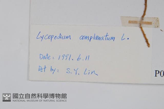 地刷子藏品圖，第2張