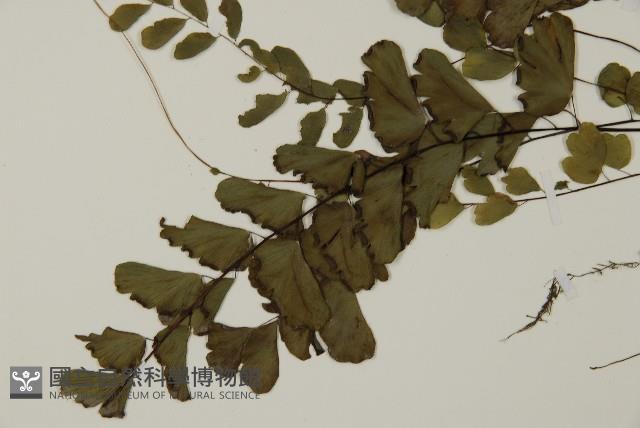 半月形鐵線蕨藏品圖，第3張