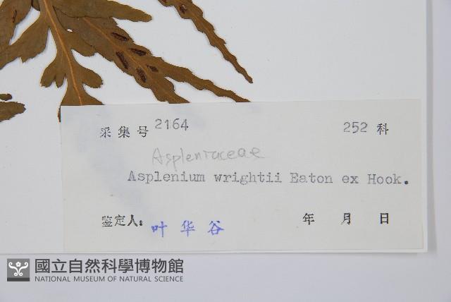 萊氏鐵角蕨藏品圖，第3張