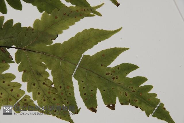 觀音三叉蕨藏品圖，第3張