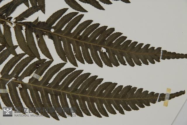 長柄牙蕨藏品圖，第3張