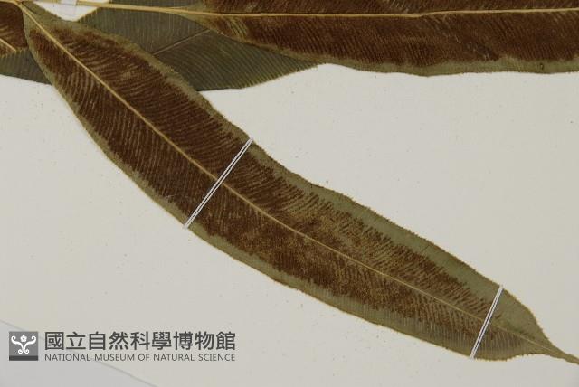 登錄號:P010739藏品圖，第3張