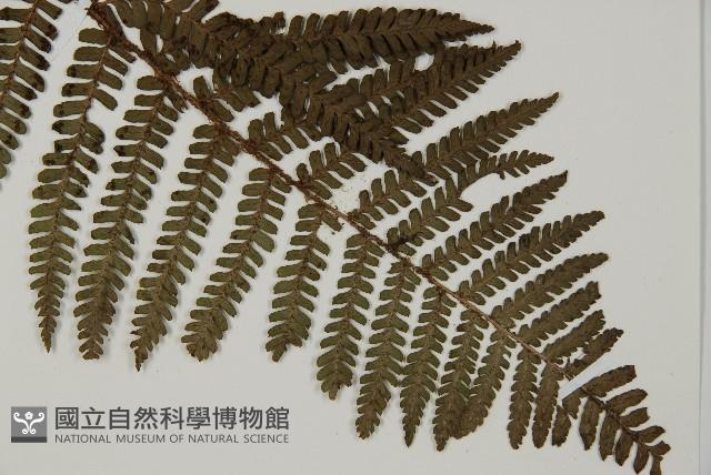 頂囊肋毛蕨藏品圖，第3張