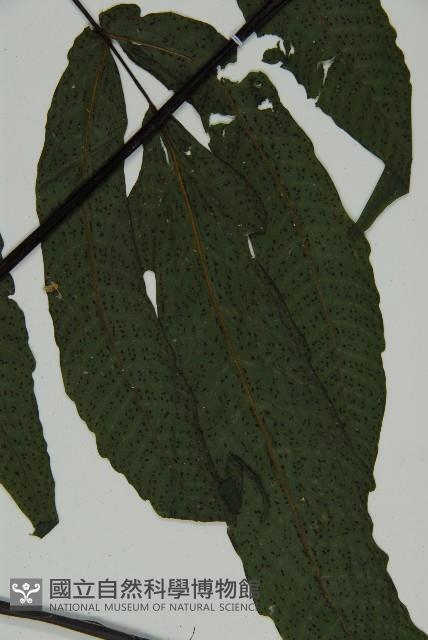 燕尾三叉蕨藏品圖，第3張