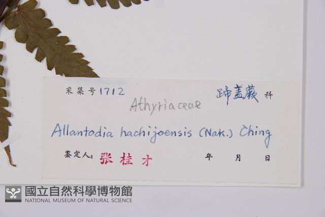 薄蓋短腸蕨藏品圖，第3張