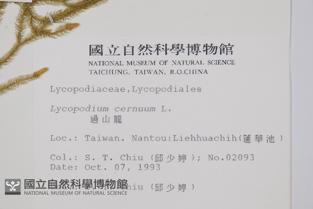 過山龍藏品圖，第2張