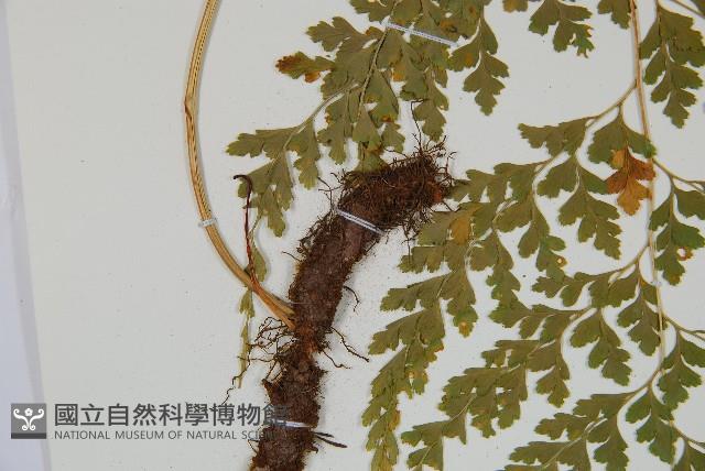 大膜蓋蕨藏品圖，第3張