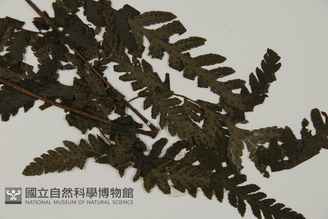 薄葉擬肋毛蕨藏品圖，第3張
