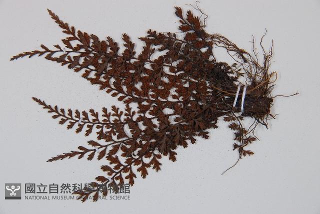 威氏鐵角蕨藏品圖，第3張