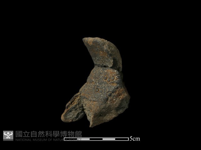 陶罐藏品圖，第3張