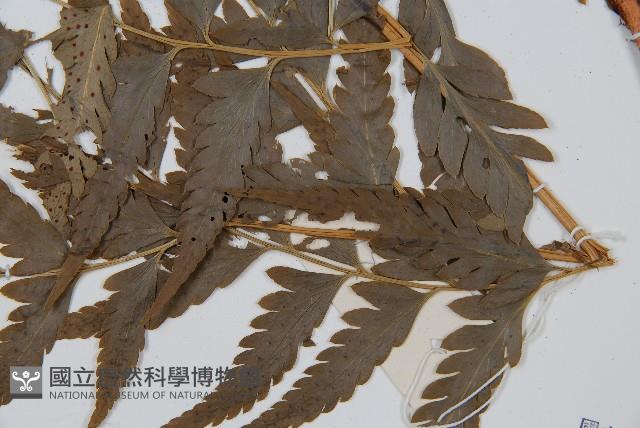 大片複葉耳蕨藏品圖，第3張