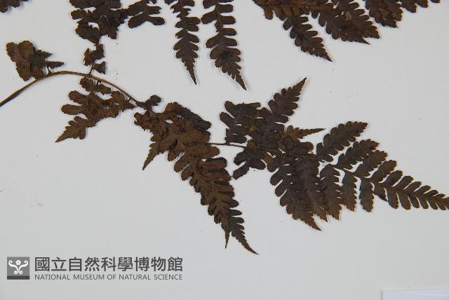 川上氏雙蓋蕨藏品圖，第3張