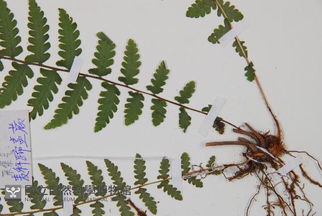 麥稈蹄蓋蕨藏品圖，第3張
