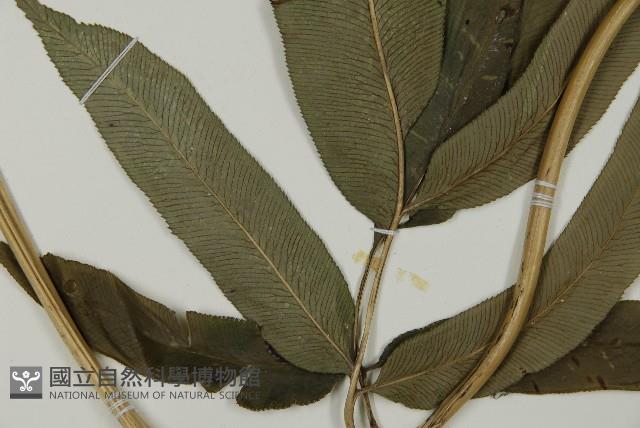 華鳳丫蕨藏品圖，第3張