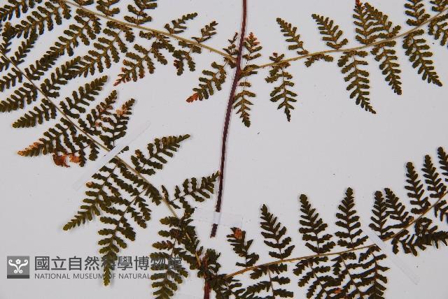 毛冷蕨藏品圖，第3張