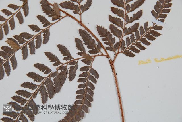 細葉複葉耳蕨藏品圖，第3張
