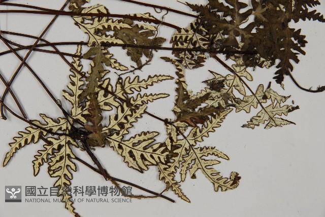 硫黃粉背蕨藏品圖，第3張
