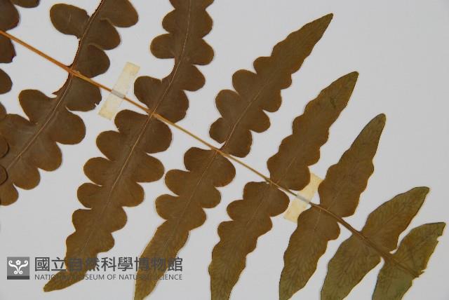 栗蕨藏品圖，第3張