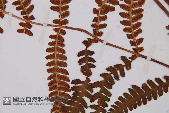 登錄號:P003439藏品圖，第3張