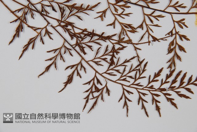 威氏鐵角蕨藏品圖，第3張
