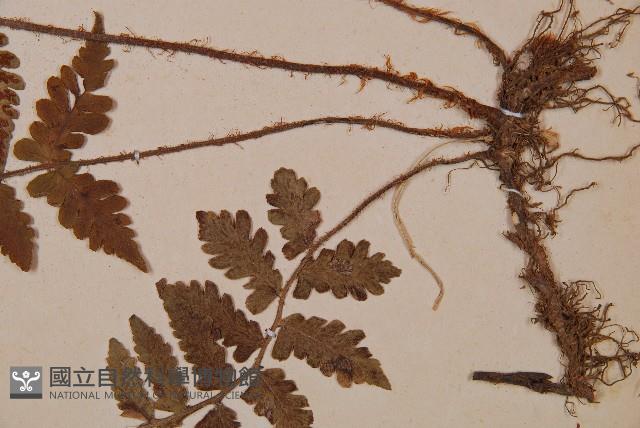 東洋蹄蓋蕨藏品圖，第3張