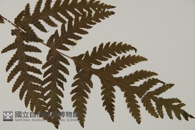 薄葉三叉蕨藏品圖，第3張