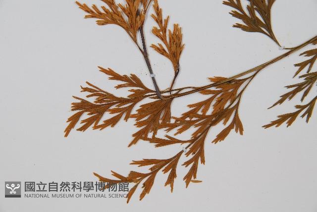 威氏鐵角蕨藏品圖，第3張