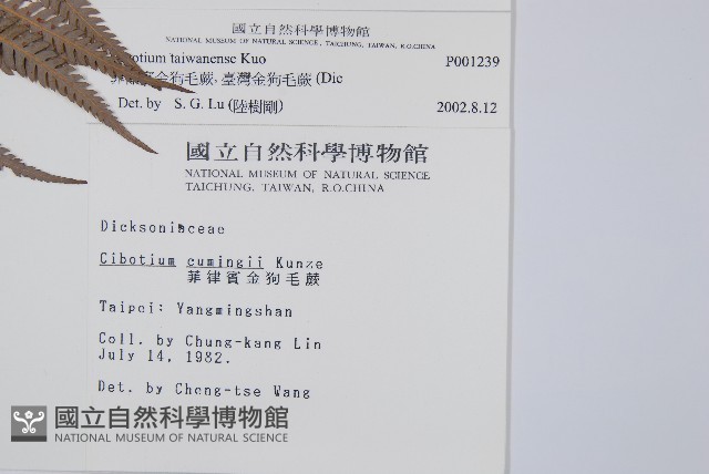臺灣金狗毛蕨藏品圖，第2張