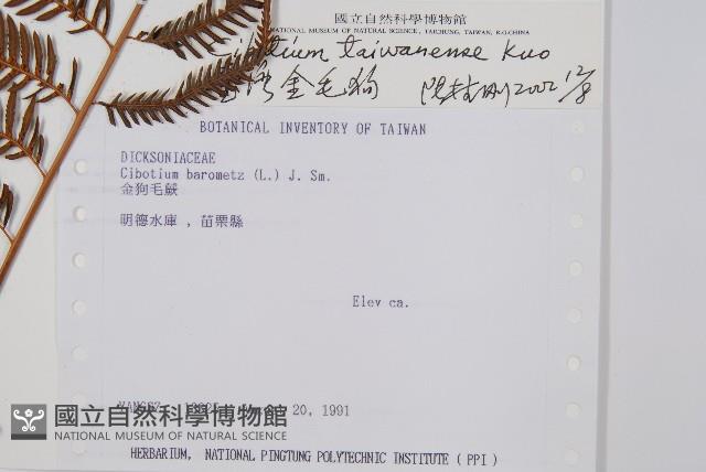 臺灣金狗毛蕨藏品圖，第5張