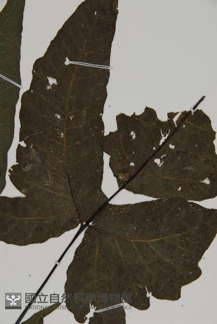 紫柄三叉蕨藏品圖，第3張