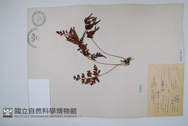 闊片烏蕨藏品圖，第3張