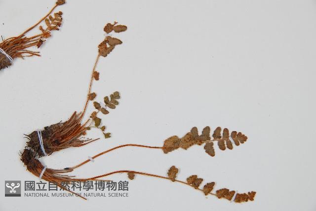 心岩蕨藏品圖，第2張