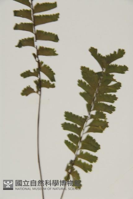薄葉孔雀鐵角蕨、邊孢鐵角蕨藏品圖，第3張