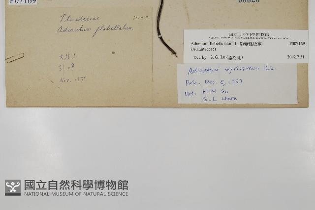 扇葉鐵線蕨藏品圖，第2張