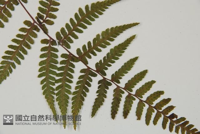 山蹄蓋蕨藏品圖，第3張