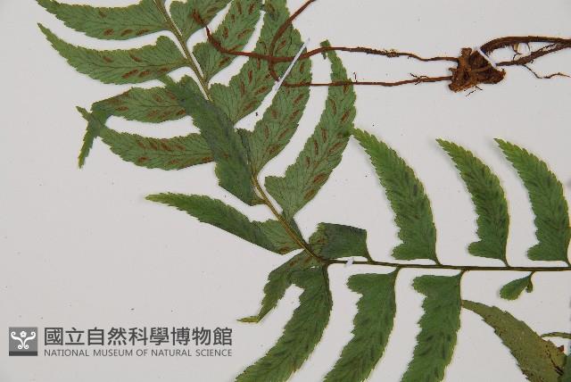 單邊鐵角蕨藏品圖，第3張